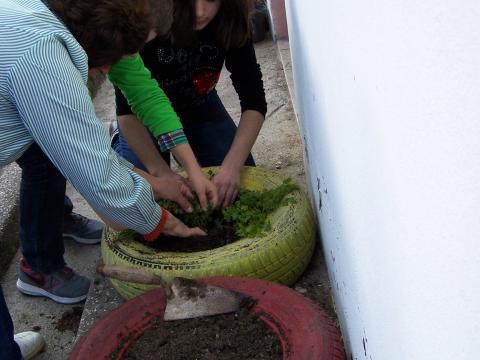 01 - Plantação de Ervas Aromáticas em canteiros ecológicos